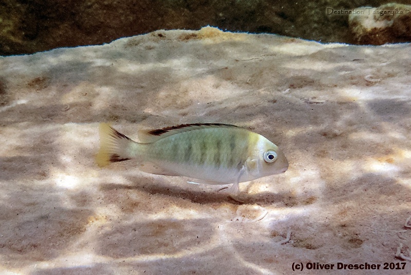 Pseudosimochromis marginatus 'Jakobsen's Beach'